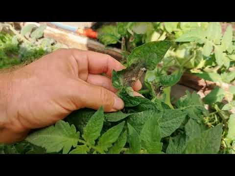 Видео: ЭТО он ЗАРАЗИЛ все Ваши теплицы КЛАДОСПОРИОЗОМ и ФИТОФТОРОЗОМ!