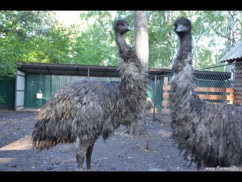 Видео: Эму - это не страус! В гостях у Андрея Болсуновского. г. Красноярск