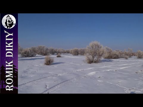 Видео: Закрытие сезона охоты 2023-2024г. Трудовой заяц