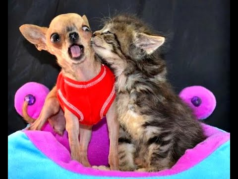 Видео: 😺 Дай я тебя поцелую! 🐕 Смешное видео с собаками, кошками и котятами! 😸