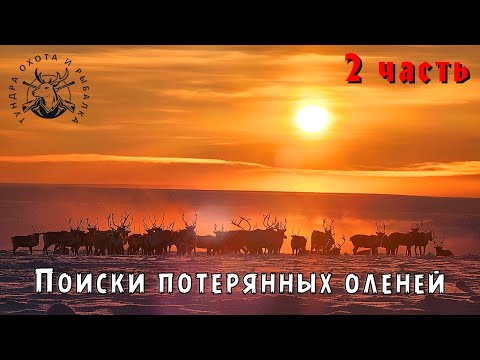 Видео: Поиск потерянных оленей 2 часть