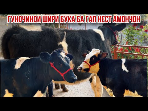 Видео: Молхои Амончон Спитомен гуночинои шири якум сорт 20 октября 2025 г.