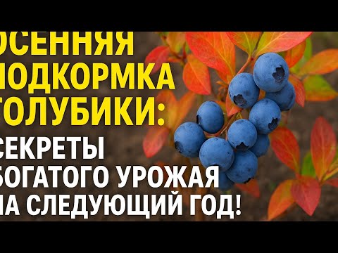 Видео: Осенняя подкормка Голубики: секреты богатого урожая на следующий год!