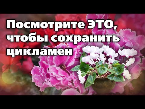 Видео: Цикламены. Рекомендации по уходу от опытного цветовода