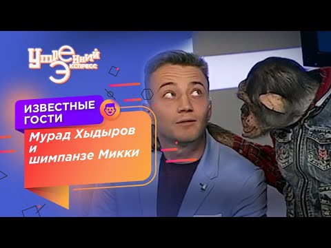 Видео: Мурад Хыдыров и шимпанзе Микки в «Утреннем Экспрессе» | #утреннийэкспресс