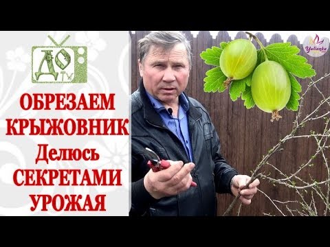 Видео: КРЫЖОВНИК: ПРАВИЛЬНАЯ ОБРЕЗКА куста, ОБРАБОТКА от БОЛЕЗНЕЙ и БЫСТРОЕ  РАЗМНОЖЕНИЕ