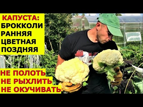 Видео: Вырастить капусту без проблем Брокколи цветная, ранняя, поздняя капуста