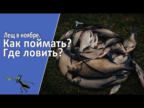 Видео: Ловля леща в ноябре. Что нужно знать, чтобы успешно ловить?