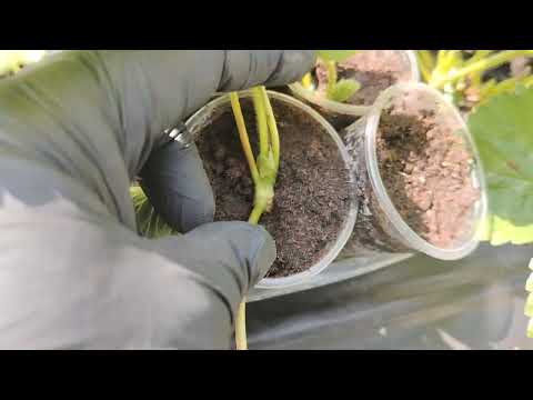 Видео: Як я укорінюю  полуничку