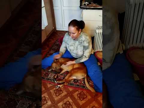 Видео: Более сотни животных 🆘Ситуация катастрофическая!Прошу помочь оплатить  долги🙏🏼🙏🏼🙏🏼