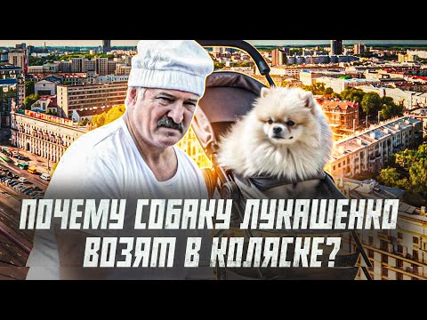 Видео: Шпиц Умка: главная собака Лукашенко. Рассказываем ее историю | Сейчас объясним