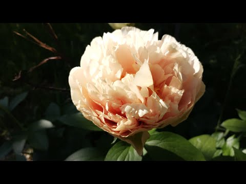 Видео: Мои сеянцы и первое цветение гибридов нового поколения. Обзор