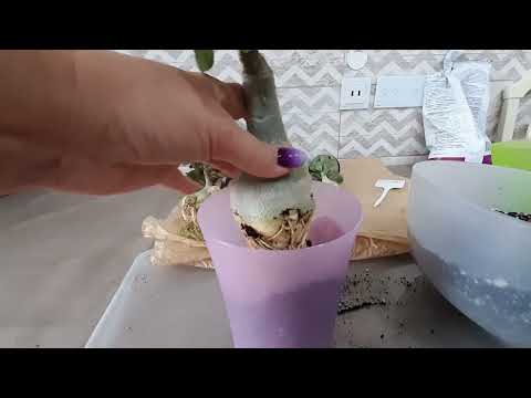 Видео: Пересадка взрослых адениумов.