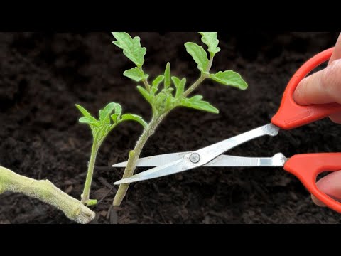 Видео: 🍅 5 приемов, которые помогут томатам расти быстрее