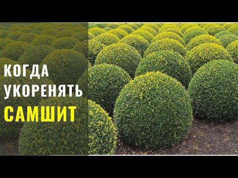 Видео: Когда Лучше Укоренять Самшит? Весна, Лето или Осень.