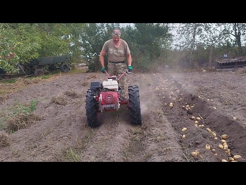 Видео: МОТОБЛОКОМ МТЗ🚜КАПАЕМ КАРТОШКУ🥔УРОЖАЙ СУПЕР👍