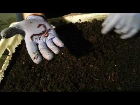 Видео: Как разводить червей для биогумуса - Неделя 11