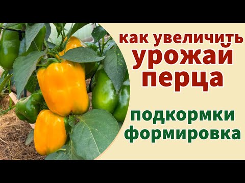 Видео: ВСЁ ОБ УХОДЕ ЗА ПЕРЦЕМ В НАЧАЛЕ ЛЕТА: подкормки, формировка, обработка от вредителей и болезней