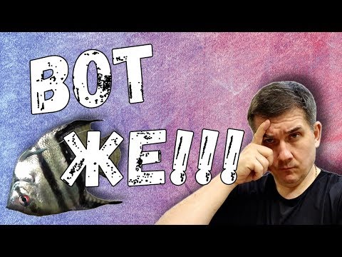 Видео: Неудачи случаются / Первый нерест черных скалярий / Pterophyllum / Breeding Pterophyllum