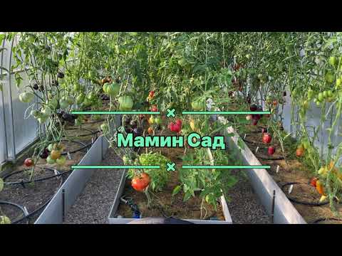 Видео: Обзор сортов томатов закрытого грунта 5 августа 2022 г  Часть 1