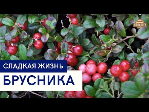Видео: Брусника \ Рецепты из брусники \ Сладкая жизнь