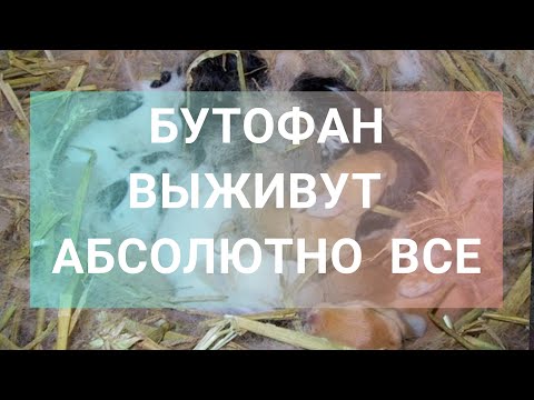 Видео: БУТОФАН - Лучшие результаты животноводства l ВЫЖИВАЕМОСТЬ l ЛУЧШИЙ РОСТ l НАБОР МАССЫ