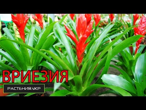 Видео: Вриезия уход в домашних условиях / Бромелиевые