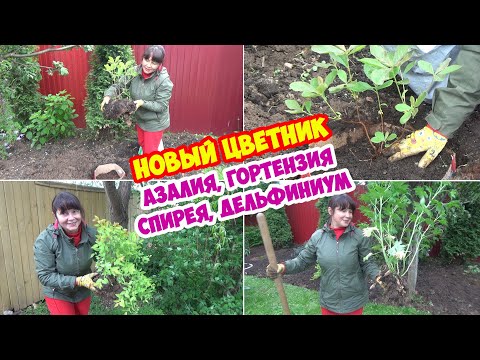 Видео: Цветник у забора! Посадка крупнолистной гортензии, азалии (рододендрона), спиреи, дельфиниума.