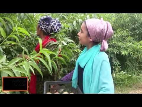 Видео: Мавсими шафтолу дар ноҳияи Қумсангир