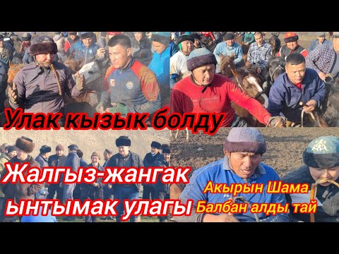 Видео: Жалгыз-жангак ынтымак улагы