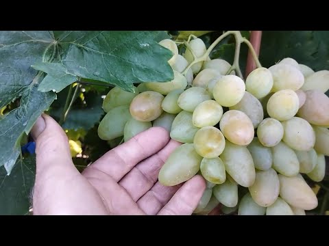 Видео: Огляд винограду на15 вересня 2025 р.