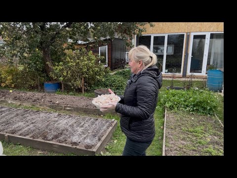 Видео: Первый мороз -5 градусов/ Посадили чеснок/ 🏡😊🌹