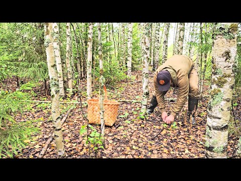 Видео: ГРИБЫ ПОШЛИ В ОГРОМНЫХ КОЛИЧЕСТВАХ. СБОР СОЛЕНЫХ ГРИБОВ РЫЖИКОВ И ВОЛНУШЕК. ВСТУПИТЬ НЕ КУДА НОГОЙ.