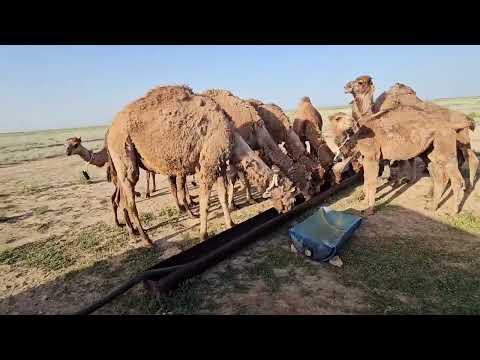 Видео: Құрбан айтқа сатылған қойлар, түйелерді жібердік
