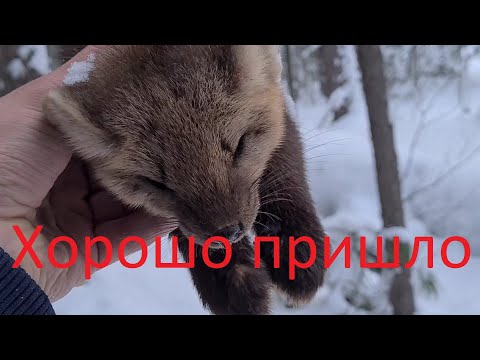 Видео: Охота на #СОБОЛЯ. Кучно!