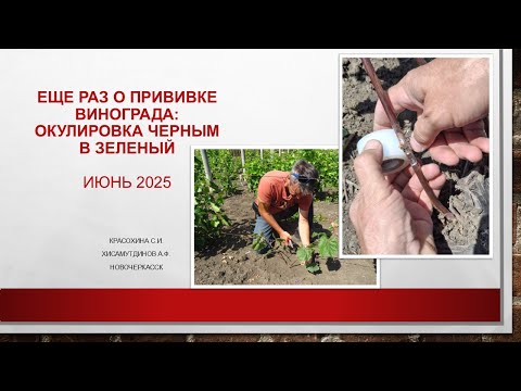 Видео: Еще раз о прививке винограда: окулировка черным в зеленый @Krasokhina