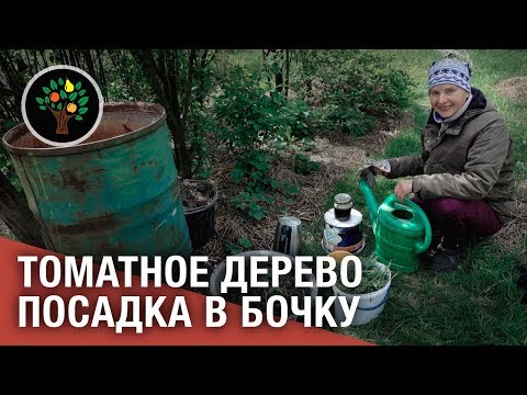 Видео: Томатное дерево: посадка в бочку