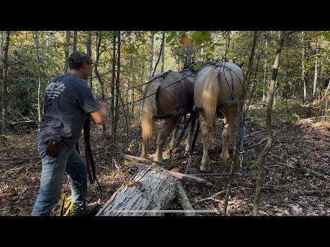 Видео: Соревнование по лесозаготовкам между южными и янки или нет