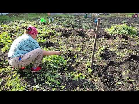 Видео: КОПАЕМ КАРТОШКУ🥔 СЪЕЗДИЛИ ПО ОПЯТА МАРИНУЮ👍