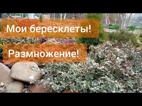 Видео: Черенкование бересклета/Отличие японского от форчуна/Мои бересклеты в саду/