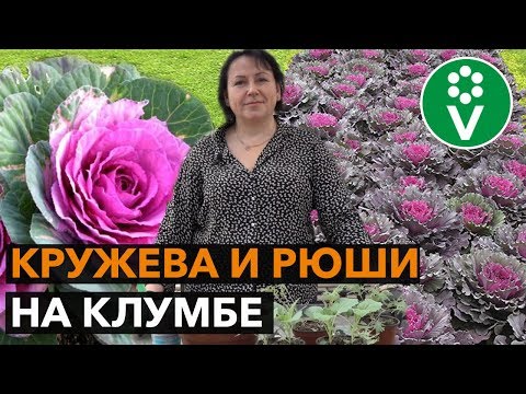 Видео: Как вырастить ДЕКОРАТИВНУЮ КАПУСТУ из семян?