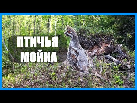 Видео: РЯБЧИК УМЫВАЕТСЯ ПЕСКОМ. ПОРХАЛИЩЕ ДЛЯ ПТИЦ. ВИДЕО С ФОТОЛОВУШКИ.