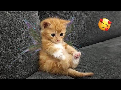 Видео: Эти безумные моменты с животными заставят вас смеяться до слёз! 🤭