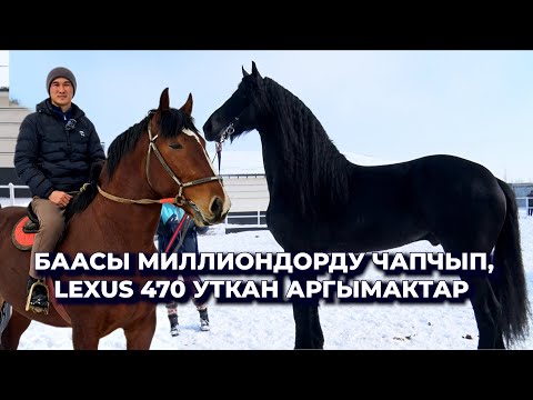 Видео: Lexus утуп, $50 миңге сатылбаган аргымактар/ Көркөмү көз тайгылтып, туягынан чаң чыгат