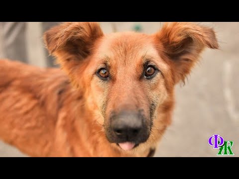 Видео: ХВОСТАТЫХ НЕ ОБМАНЕШЬ 2. «Барсика не ругайте! Он, как и Санта, чует плохого человека, вот и рычит!»