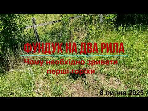 Видео: Чому необхідно зривати перші горіхи