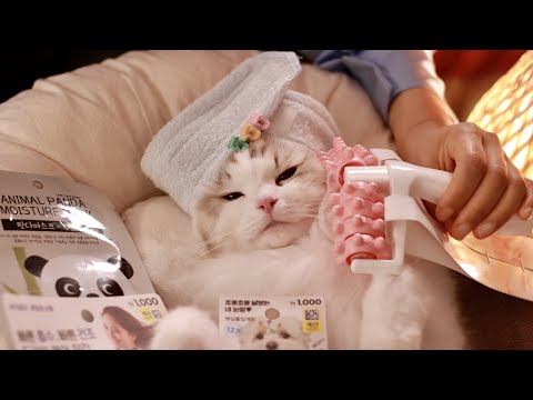 Видео: Самый доступный в мире день роскошного спа-салона в Dollar CatTree Spa ASMR
