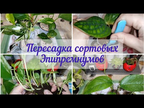 Видео: Пересадка моих сортовых эпипремнумов#марбл квин#хвост дракона#пиннатум вайт#марбл планет