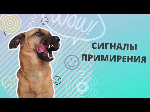 Видео: Как общаются собаки. Сигналы примирения. Язык собак. Сигналы тела