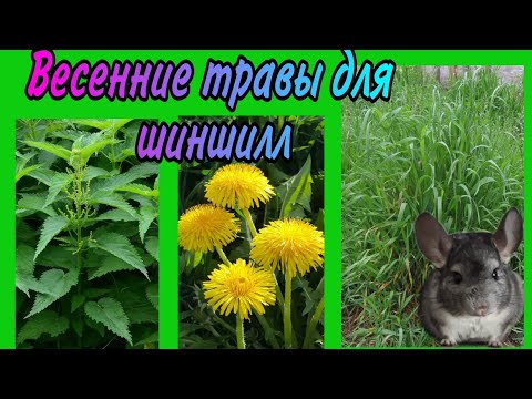 Видео: Весенние травы для шиншилл. Крапива. Одуванчики. Пырей.